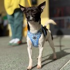 Iggy Pup
