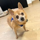 Ringo