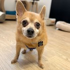 Ringo