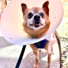 Ringo