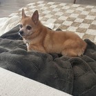 Ringo