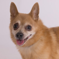 Ringo