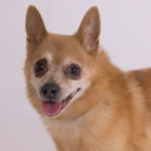 Ringo