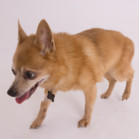 Ringo