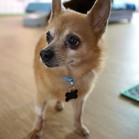Ringo