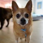 Ringo