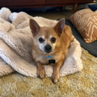 Ringo