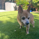 Ringo