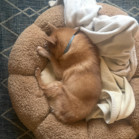 Ringo