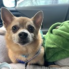 Ringo