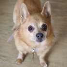Ringo