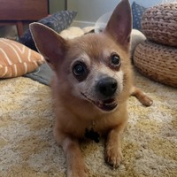 Ringo