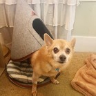 Ringo