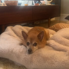 Ringo