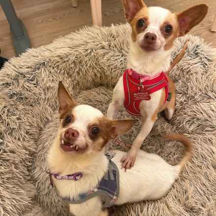 Kylie & Stevie Nicks