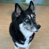 Skylar