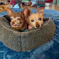 Mister & Pebbles