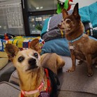 Mister & Pebbles