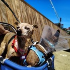 Mister & Pebbles