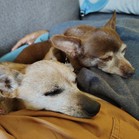 Mister & Pebbles