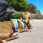 Mister & Pebbles