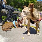 Mister & Pebbles