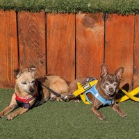Mister & Pebbles