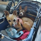 Mister & Pebbles