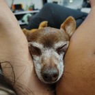 Mister & Pebbles