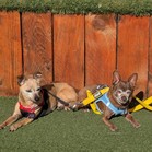 Mister & Pebbles