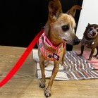Mister & Pebbles