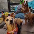 Mister & Pebbles