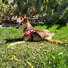 Mister & Pebbles