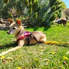 Mister & Pebbles