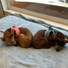 Mister & Pebbles