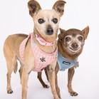 Mister & Pebbles