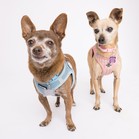 Mister & Pebbles