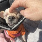 Fannypack
