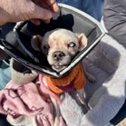 Fannypack
