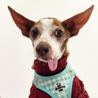 Cosmo