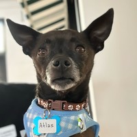Atlas