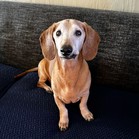 Paco