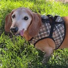 Paco