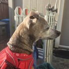 Doris