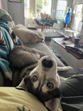 Stella!