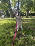 Stella!