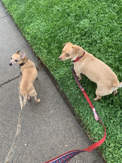 Snoopy/Sir Diddymus