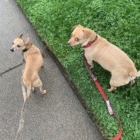 Snoopy/Sir Diddymus