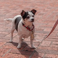Roxi!!
