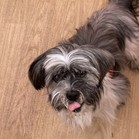 Oso